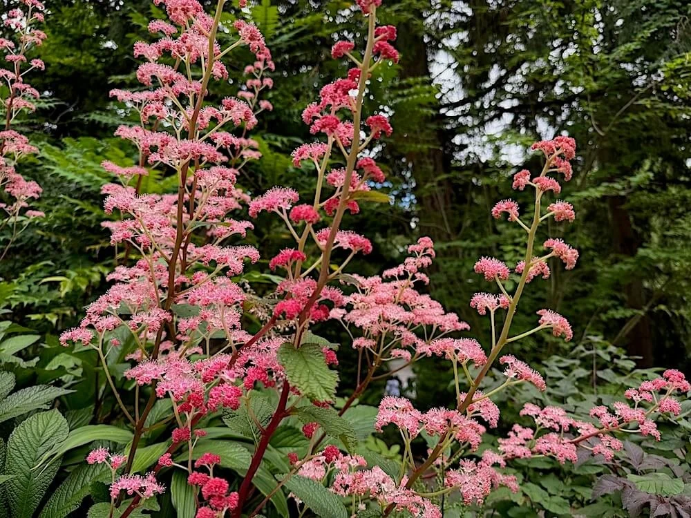 Persicaria microcephala 'Red Dragon' (Red Dragon Fleece Flower